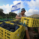 Israeli workers collect crates of merlot grapes at Kibbutz Tzuba, a collective farming community in the Judean Hills near Jerusalem. (Photo: David Silverman/Getty Images)